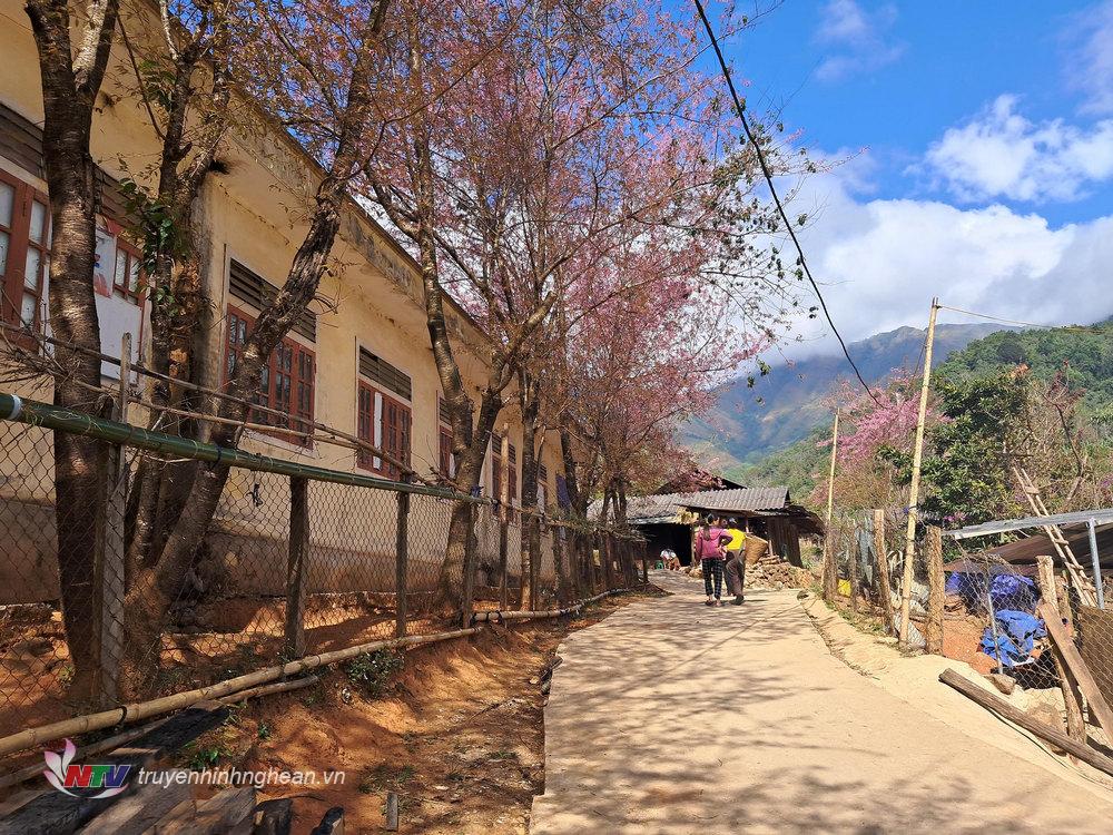 Hàng cây hoa anh đào cổ thụ được giáo viên và phụ huynh điểm trường Tiểu học bản Phà Nọi, xã Mường Típ trồng từ hơn 10 năm trước.
