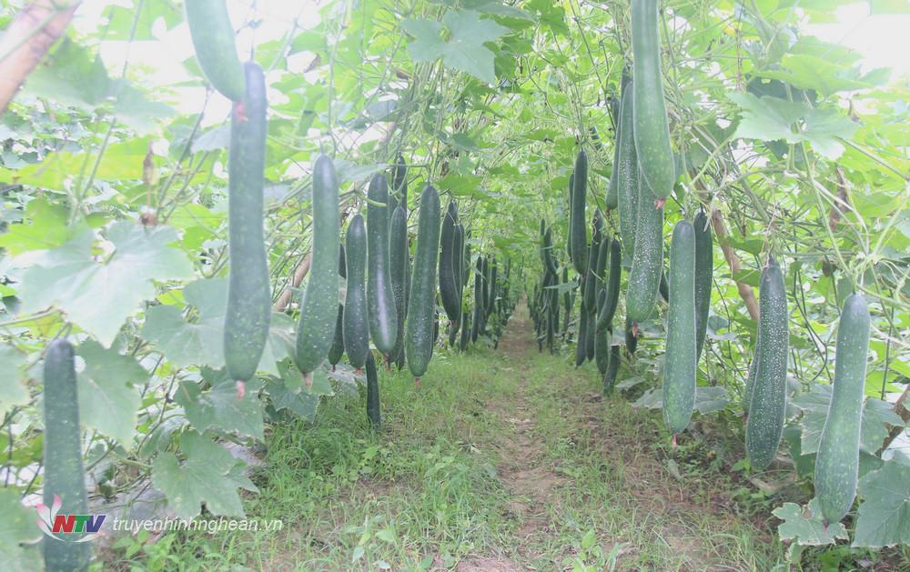 Qua những lứa đầu thu hoạch đầu tiên, ước tính năng suất bí vụ đông năm nay ở xã Cẩm Sơn đạt bình quân 45- 50 tấn/ha