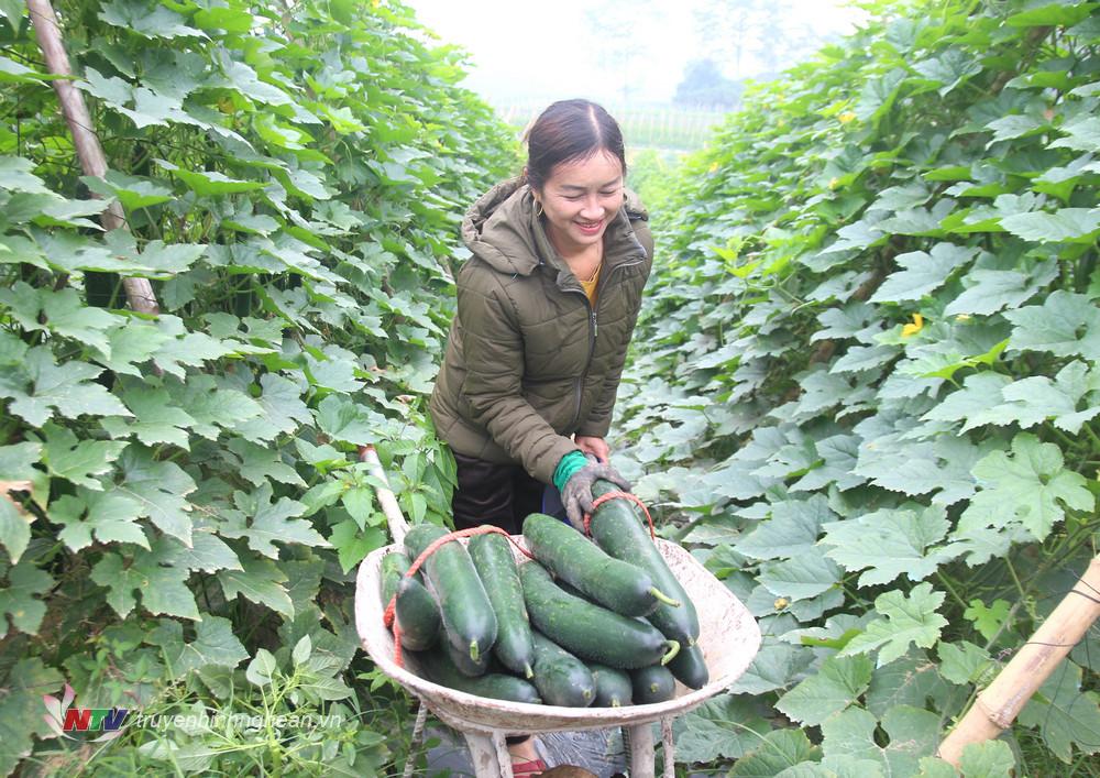 Thu hoạch bí xanh trên vùng bãi ven sông Lam.