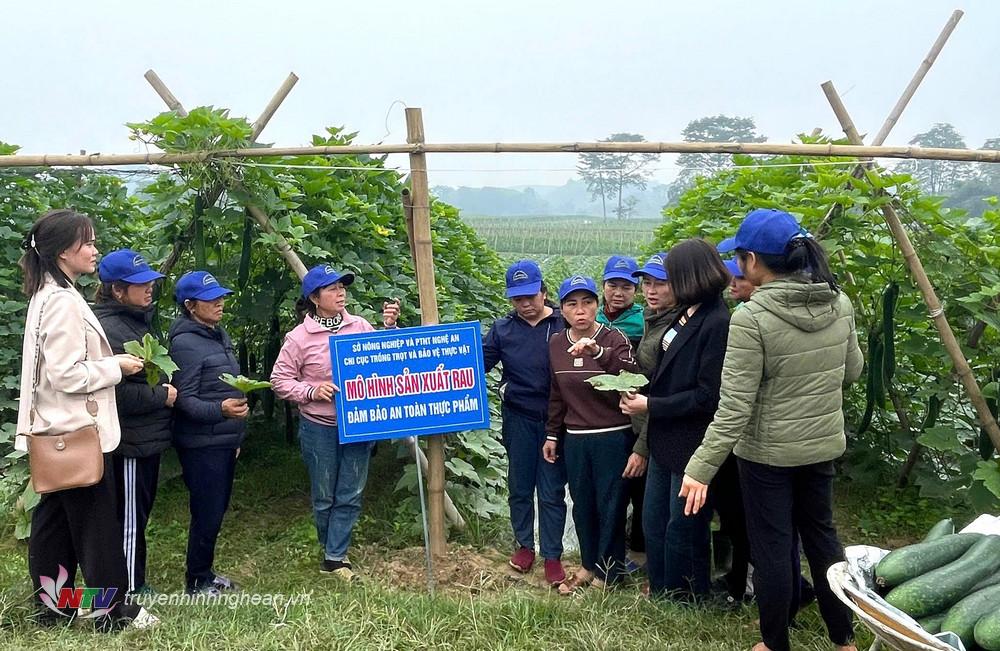 Chi cục Trồng trọt và Bảo vệ thực vật PG88 go Bắn cá xây dựng mô hình “sản xuất rau đảm bảo an toàn thực phẩm” trên cây bí vụ đông ở 2 xã Đức Sơn và Cẩm Sơn.