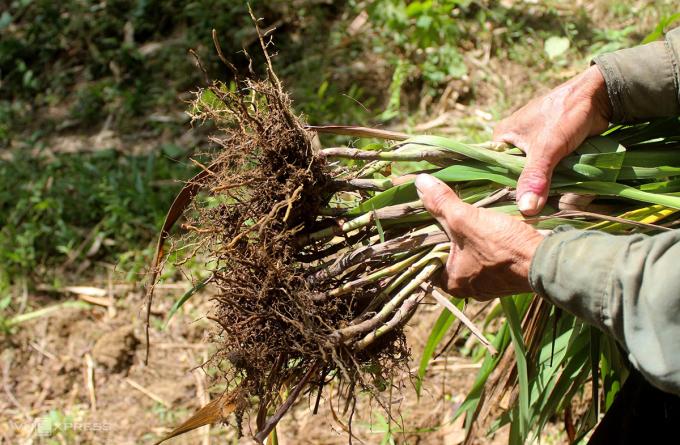 Cây rễ hương, nguyên liệu chính để làm hương trầm Quỳ Châu.