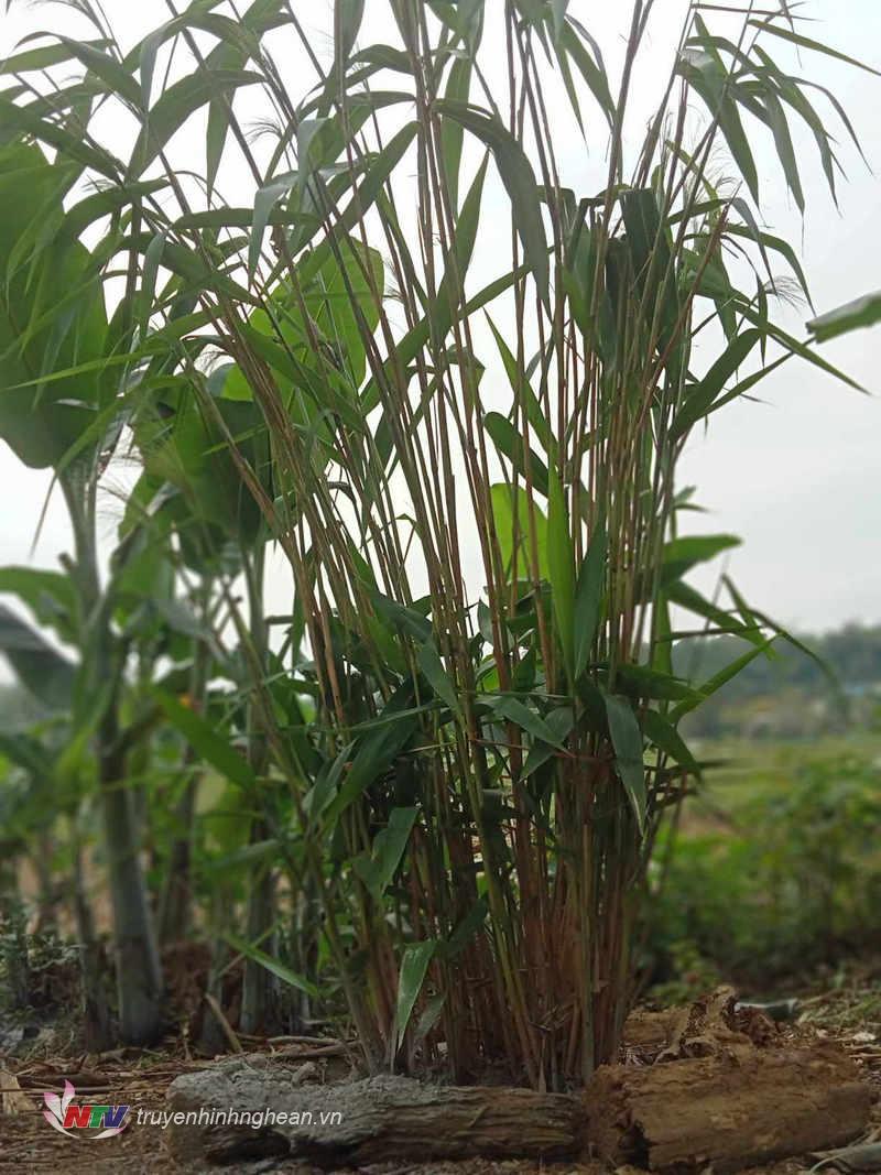 Lá cây Chổi được dùng để gói bánh Đầu chó.