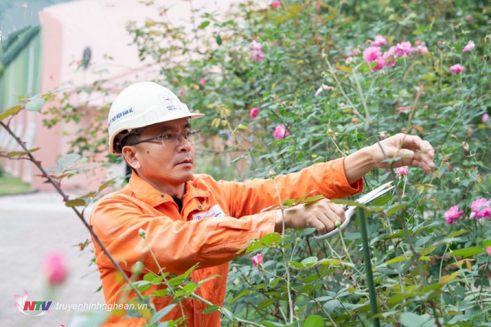 ườn hồng cổ Sa Pa cũng được các kỹ sư cắt tỉa, hứa hẹn trở thành địa điểm check-in cho mọi người khi đến thăm Nhà máy Thủy điện Bản Vẽ trong dịp năm mới.