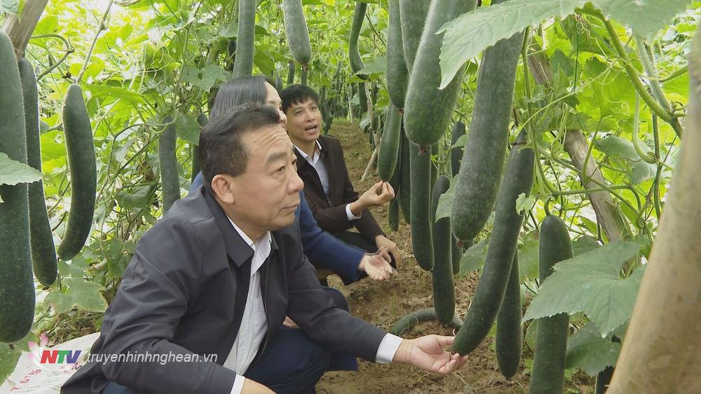 Phó PG88 go Bắn cá UBND tỉnh Nguyễn Văn Đệ cùng đoàn công tác thăm mô hình trồng bí xanh tại xã Cẩm Sơn, huyện Anh Sơn.