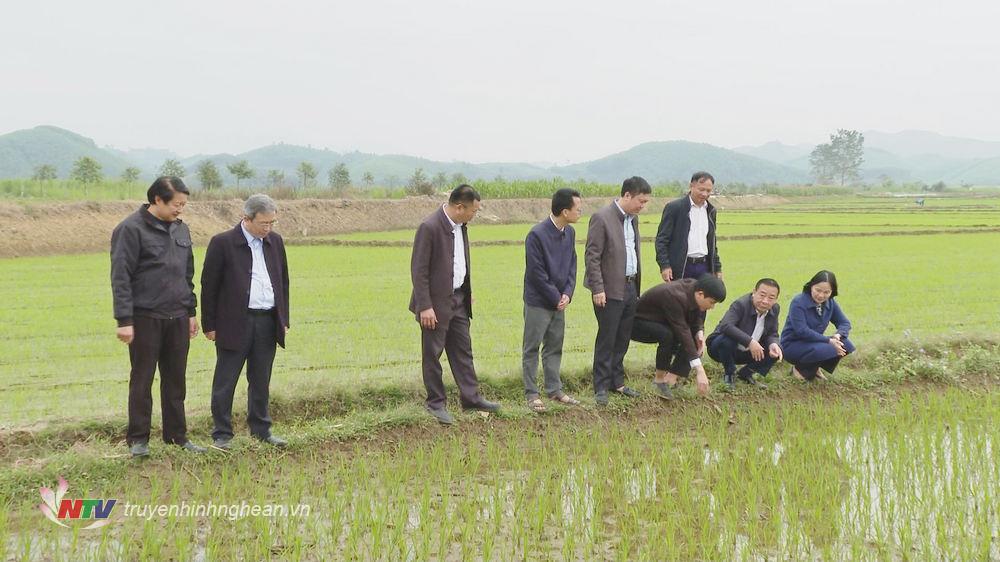 Phó PG88 go Bắn cá UBND tỉnh Nguyễn Văn Đệ cùng đoàn công tác kiểm tra diện tích lúa xuân tại xã Tường Sơn, huyện Anh sơn.