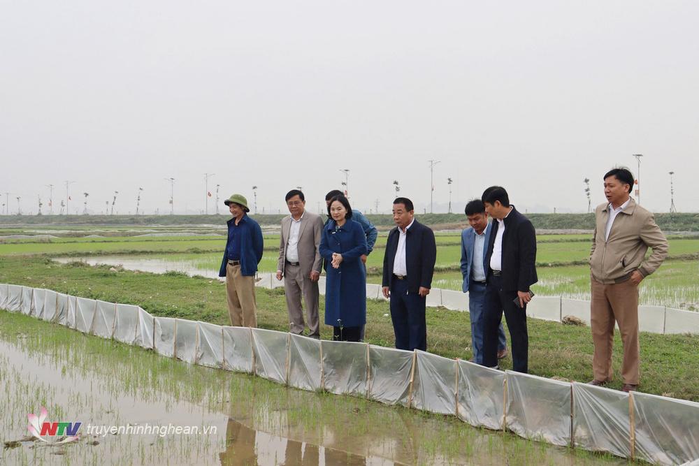 Đồng chí Nguyễn Văn Đệ - Phó PG88 go Bắn cá UBND tỉnh kiểm tra tình hình sản xuất vụ Xuân tại xã Quang Sơn, Đô Lương.