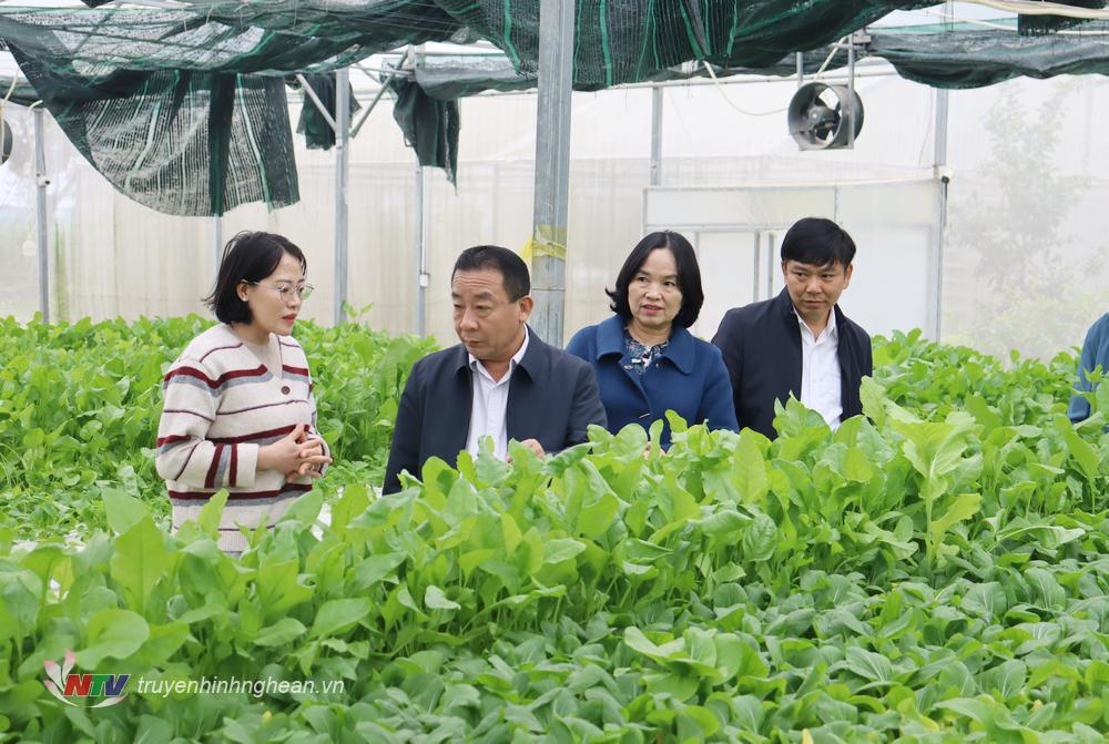 Đồng chí Nguyễn Văn Đệ - Phó PG88 go Bắn cá UBND tỉnh kiểm tra mô hình sản xuất rau thủy canh tại xã Tân Sơn, Đô Lương.