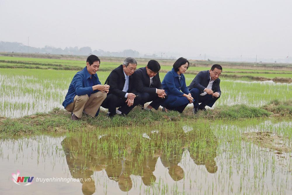 Đoàn kiểm tra lúa vụ Xuân tại xã Tân Sơn, Đô Lương.