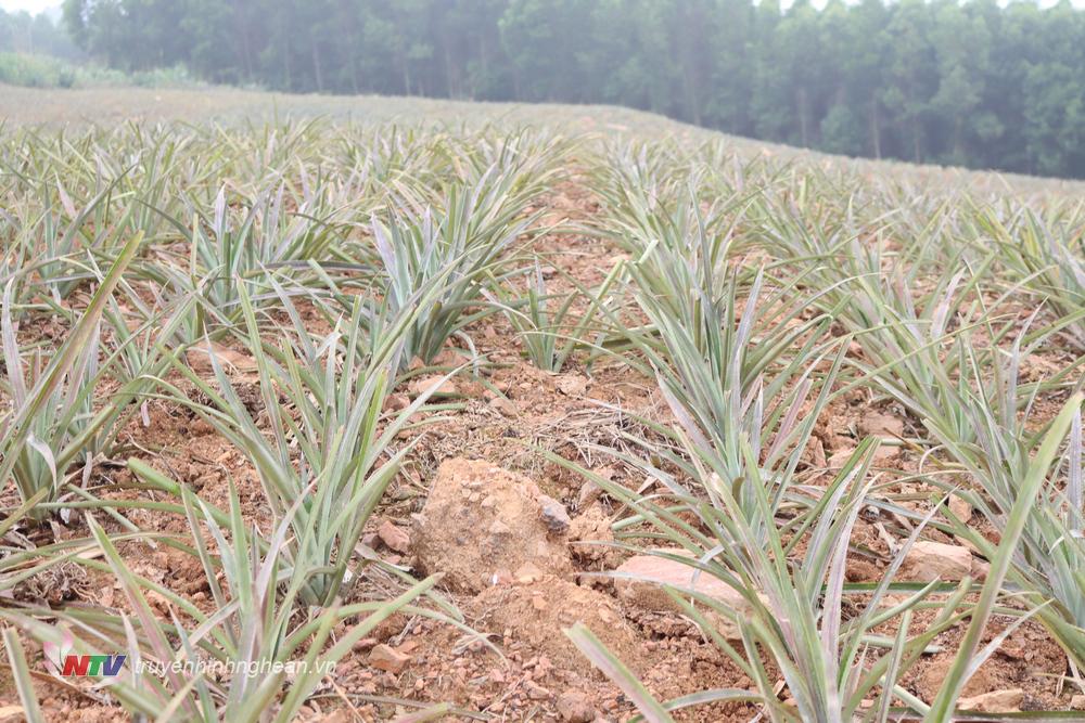 Quỳnh Lưu có hơn 1.600 ha dứa, trong đó tập trung tại xã Tân Thắng với hơn 1.480ha.