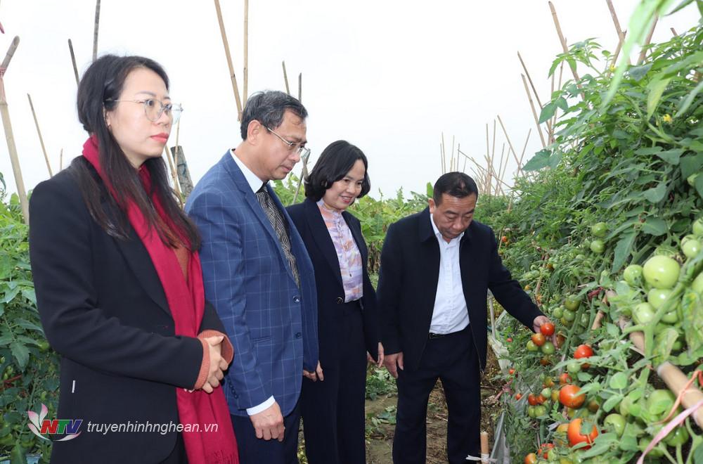 Đoàn công tác của tỉnh tham quan vùng sản xuất rau màu tại xã Minh Lương, huyện Quỳnh Lưu.