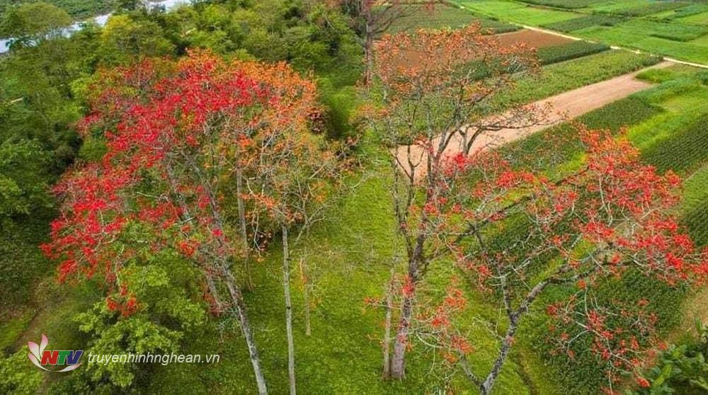 Năm 2024 là năm đầu tiên lễ hội hoa gạo được tổ chức tại xã Tam Sơn, huyện Anh Sơn.
