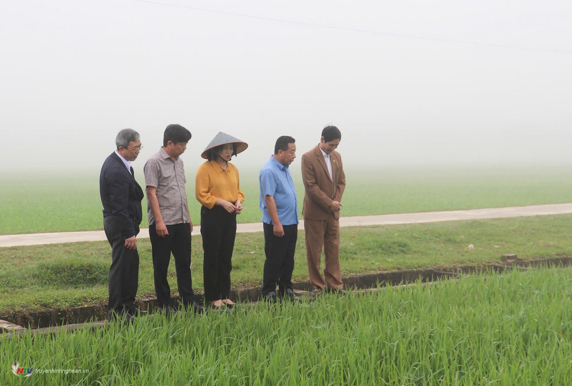 kiểm tra đô lương.