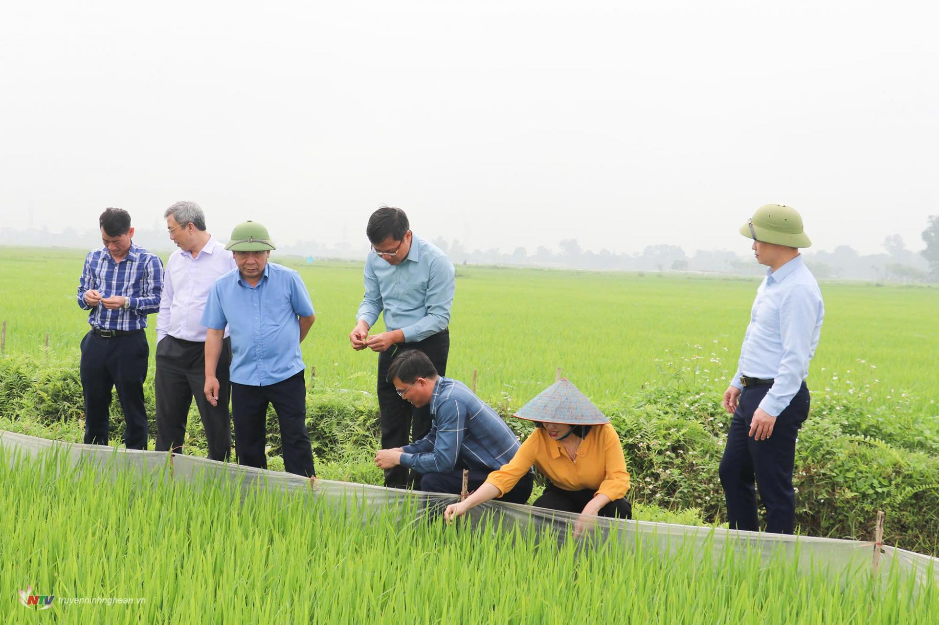 kiểm tra lúa yen thành.