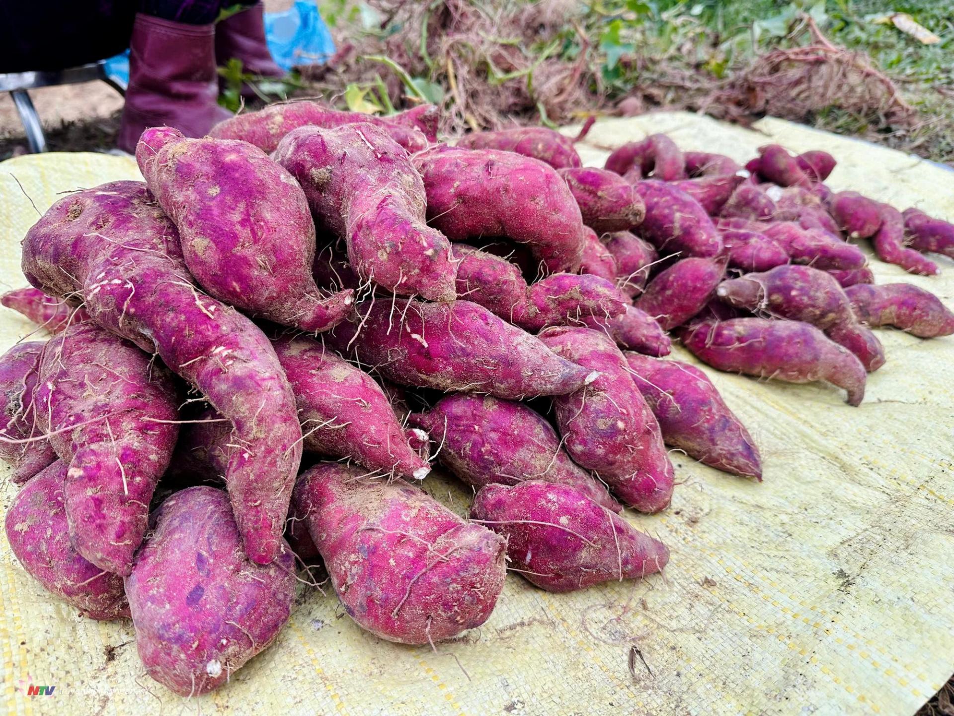 Giống khoai vỏ đỏ ruột trắng ăn thơm ngon, bở