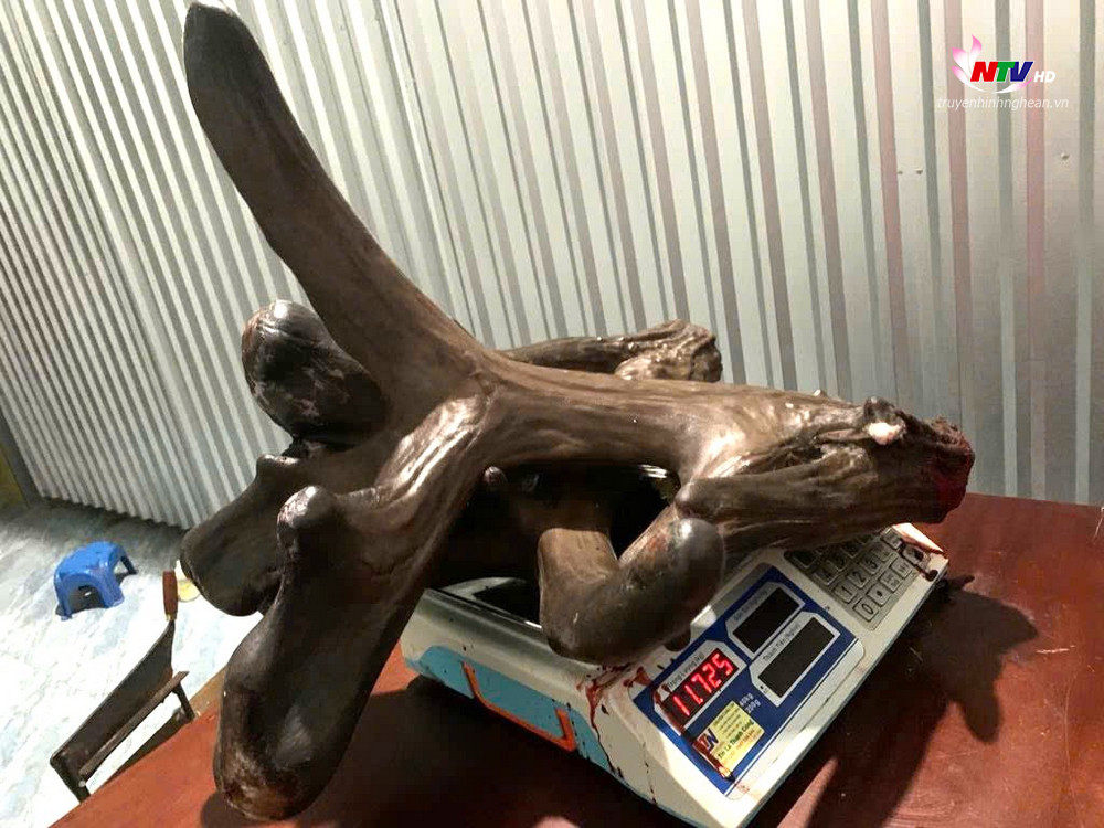 Cặp nhung nai gây sốt có trọng lượng 11,7kg.