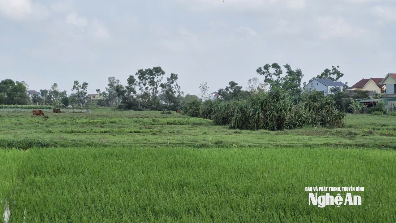 Trên khu đất thực hiện M.PG88 Vào bóng Khu thể thao và đô thị sinh thái phức hợp có nhiều bãi hoang. Ảnh: Nhật Lân