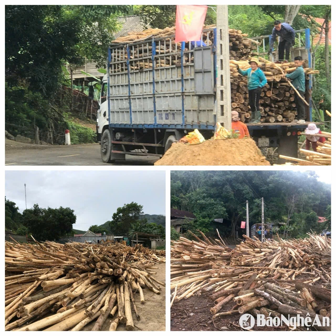 Gỗ keo nguyên liệu của người dân trên địa bàn tỉnh PG88 go Bắn cá thường được thương lái thu mua chuyển sang địa bàn tỉnh Thanh Hóa để chế biến dăm gỗ xuất khẩu. Ảnh: Nhật Lân