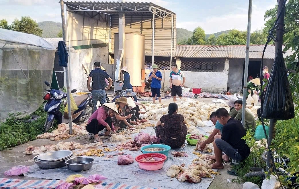Người dân xã Diễn Phú, giúp chủ trang trại sơ chế gà. Đồng thời, người dân cũng kêu gọi mọi người cùng chung tay giải cứu.