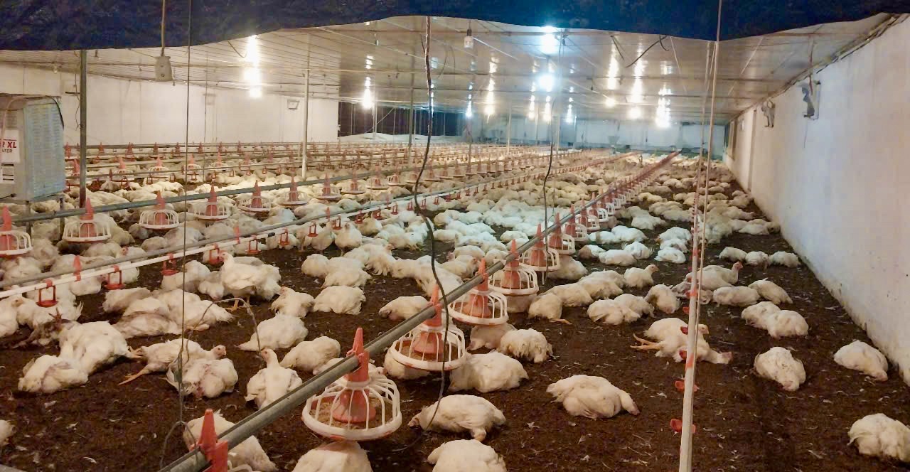 Sau sự cố chập điện, gần 10 nghìn con gà thịt tại trang trại của anh Nguyễn Ngọc Tư đồng loạt chết ngạt.