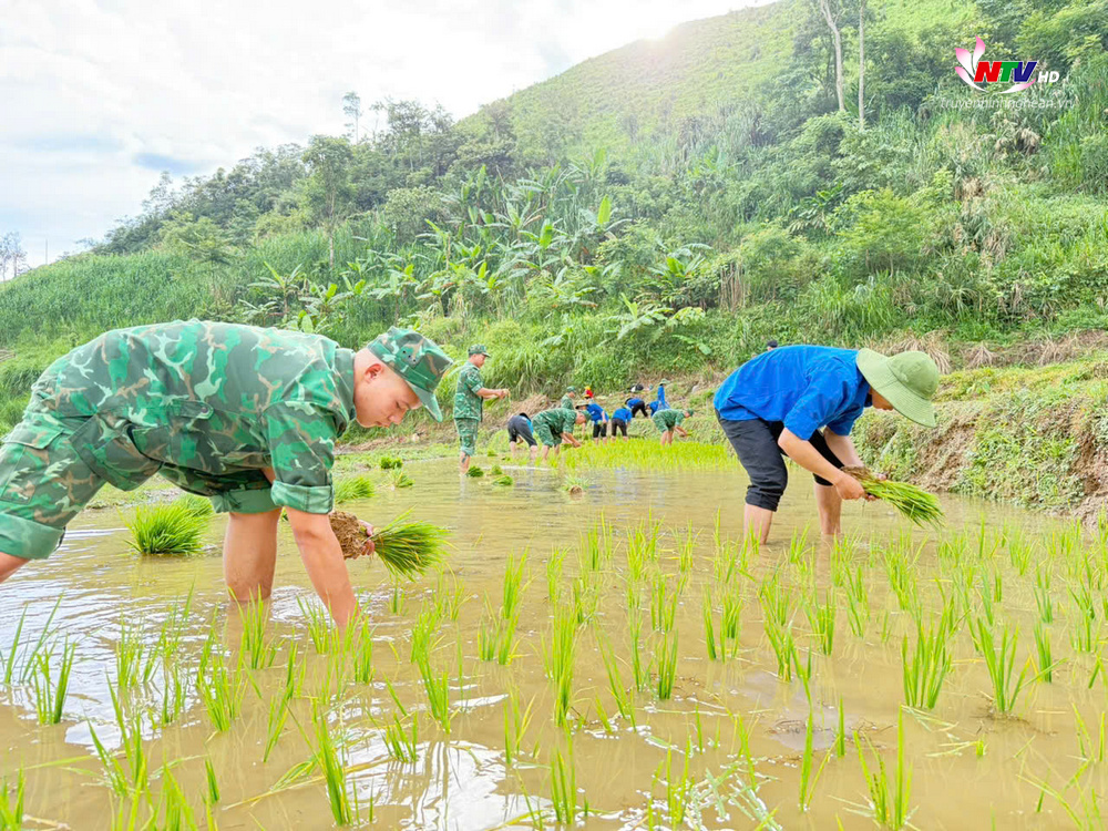Các đoàn viên giúp gia đình cấy lúa cho kịp thời vụ.