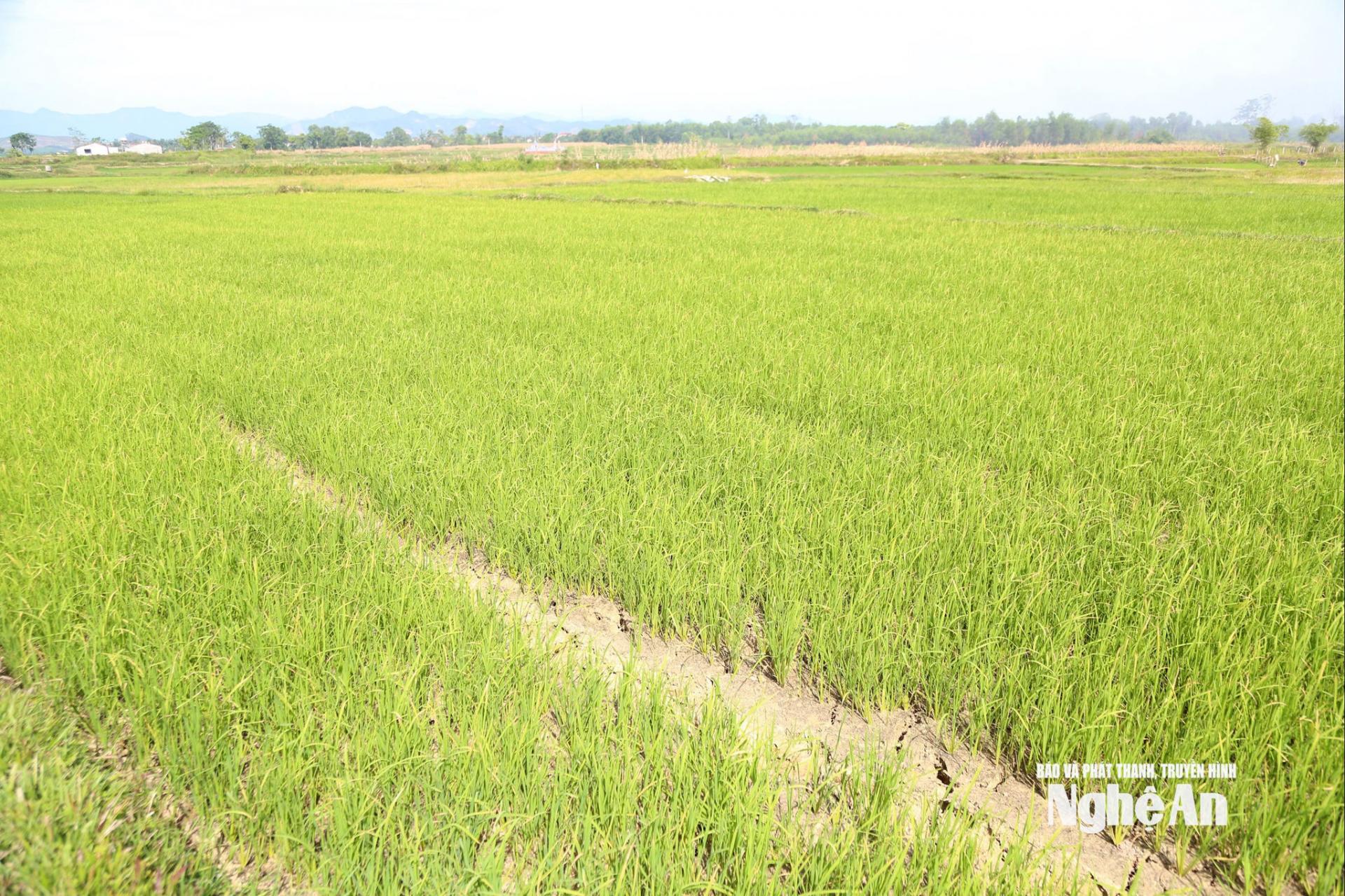 Một trong những cánh đồng lúa hè thu trên địa bàn PG88 go Bắn cá đang khô hạn. Ảnh: XH