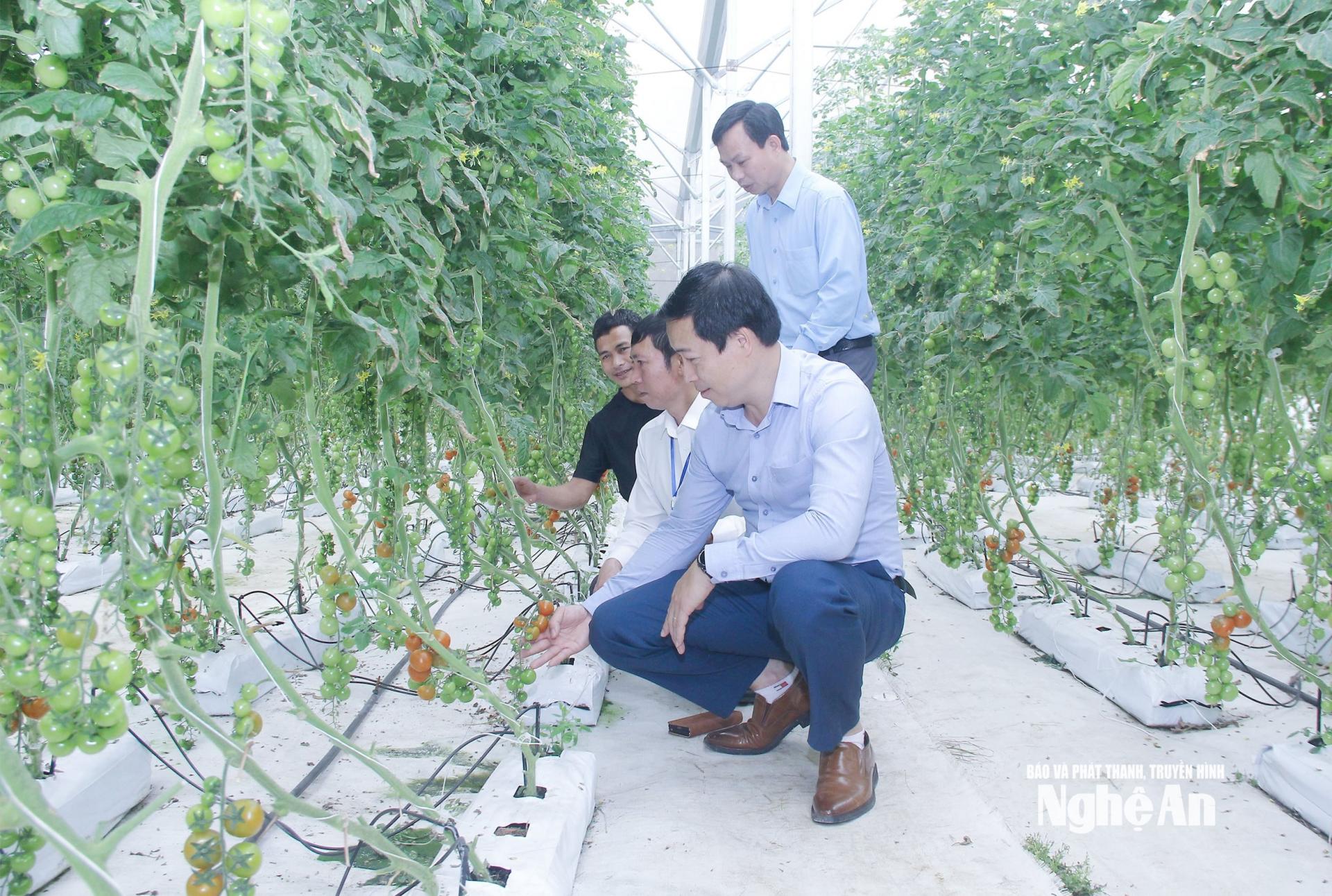 Mô hình nông nghiệp ứng dụng công nghệ cao tại xã Đông Hiếu. Ảnh minh họa