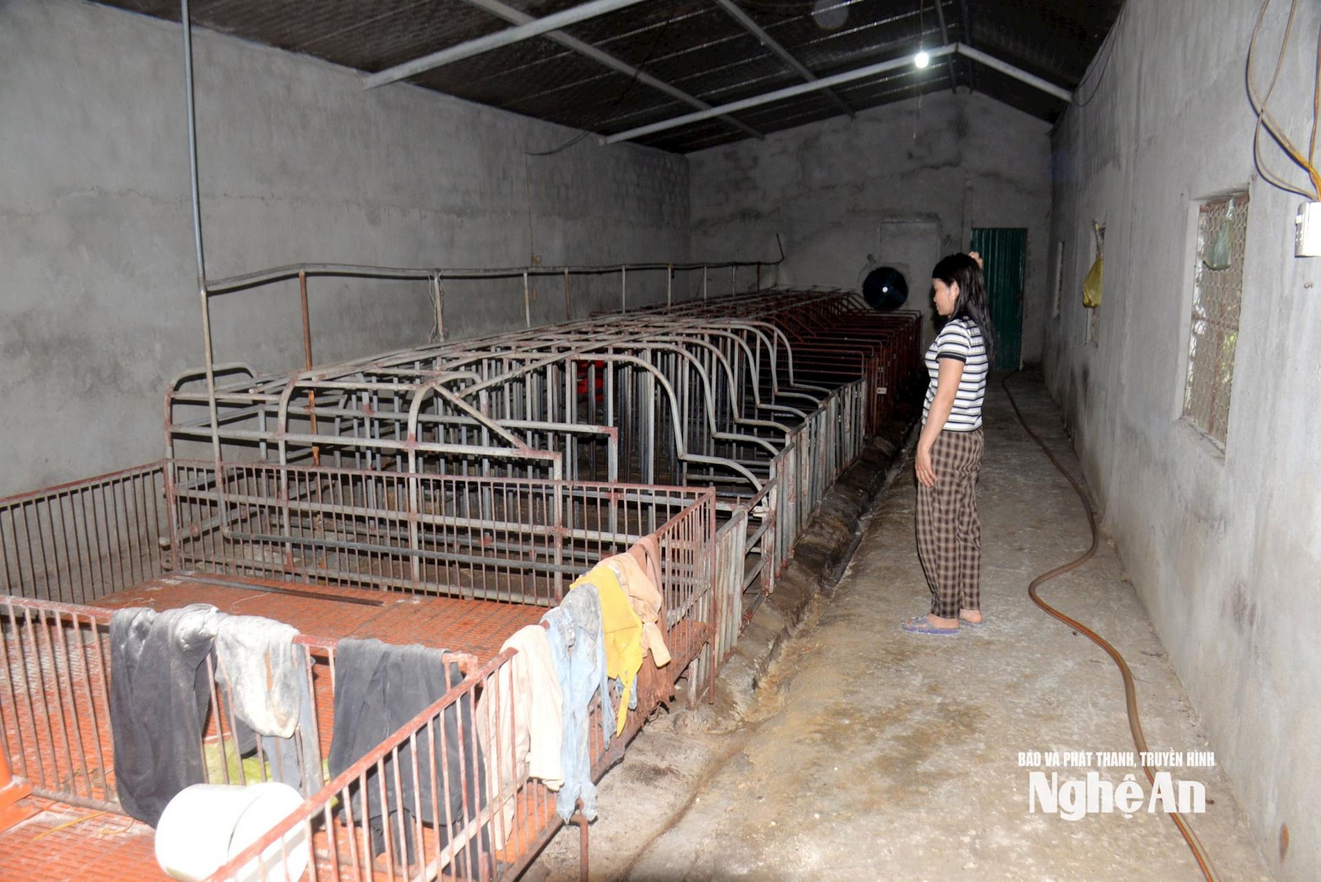Tiêu hủy cả đàn lợn, khiến chuồng trại của gia đình chị Đinh Thị Thanh Huyền rơi vào trống không. Ảnh: Xuân Hoàng