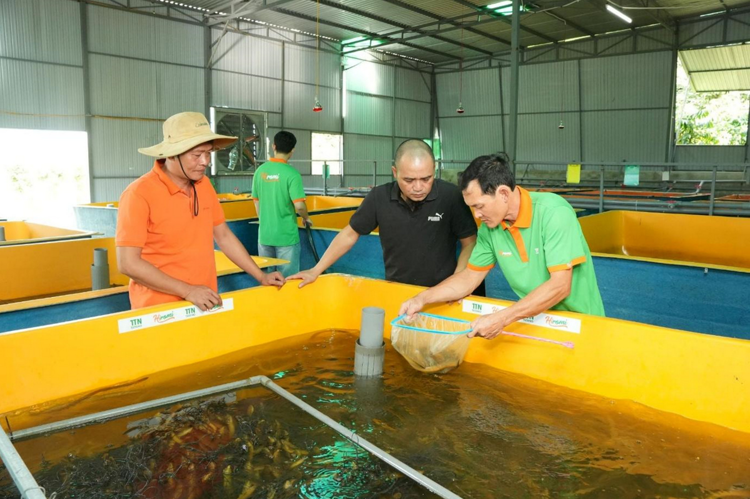 (Ông Toàn, Ông Vũ Trụ - ở giữa, Ông Sơn kiểm tra chất lượng lươn tại trang trại lươn Hiromi)