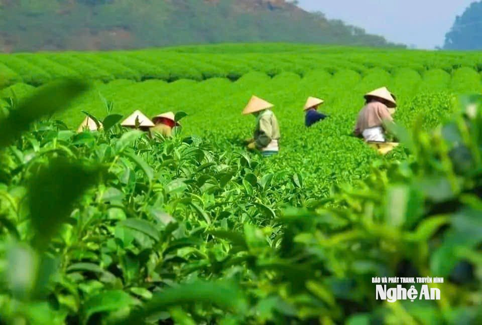 Cây chè là cây trồng chủ lực ở xã Hạnh Lâm. Ảnh: T.P