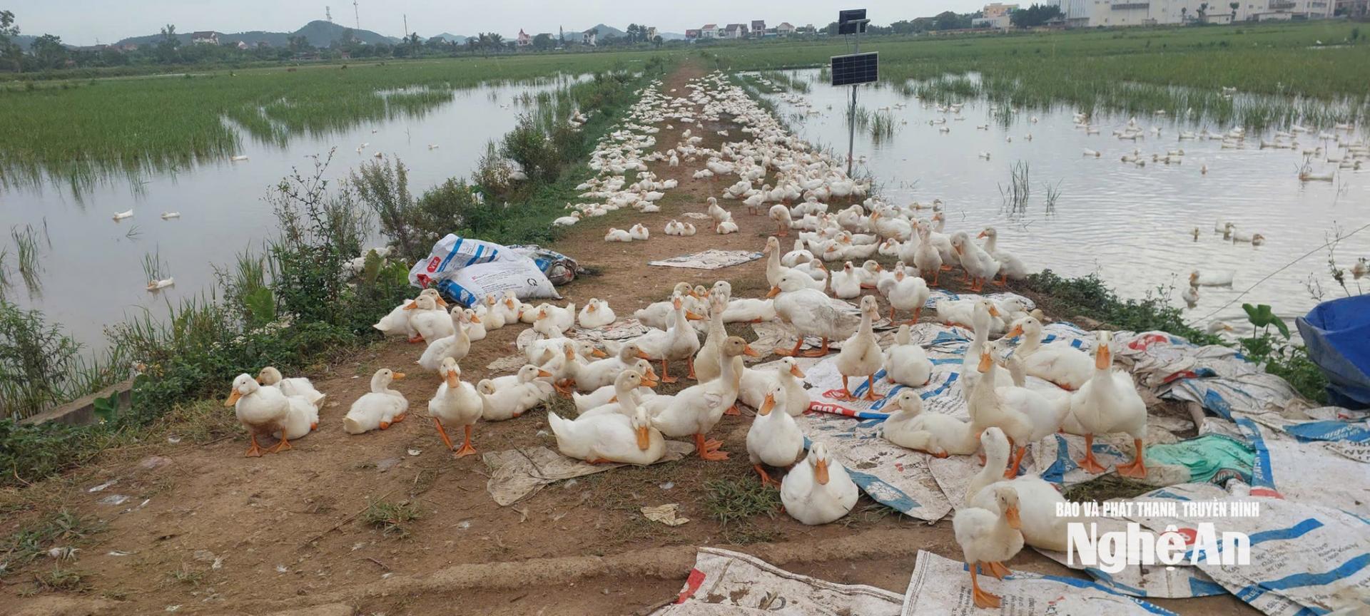 Tập quán chăn nuôi vịt thả đồng nên khó khăn trong việc kiểm soát, khoanh vùng. Ảnh: Q.A