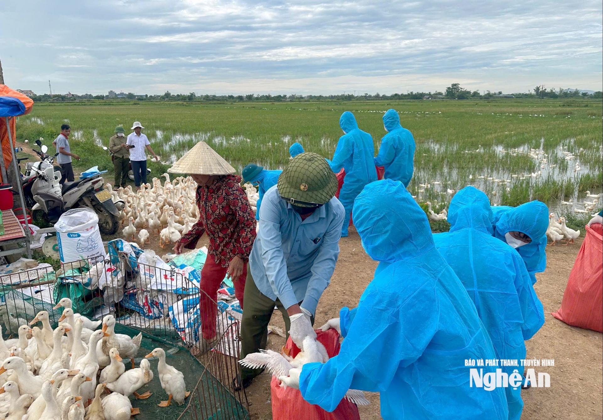 Đến nay, xã Hùng Châu đã tiêu hủy khoảng 17.000 gia cầm nhiễm bệnh. Ảnh: Q.A