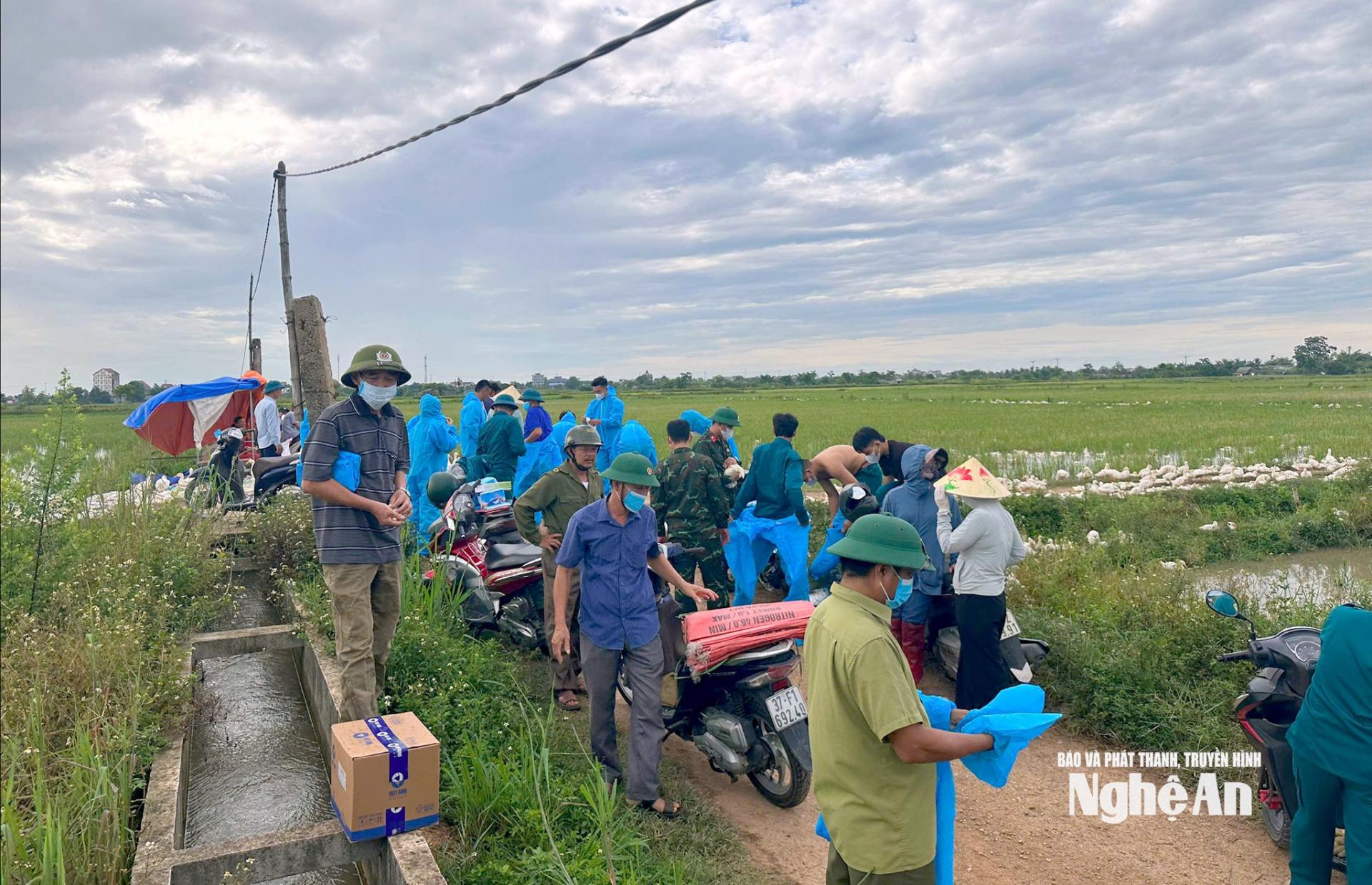 Các lực lượng trên địa bàn xã Hùng Châu được huy động để tiêu hủy gia cầm nhiễm dịch. Ảnh: Q.A