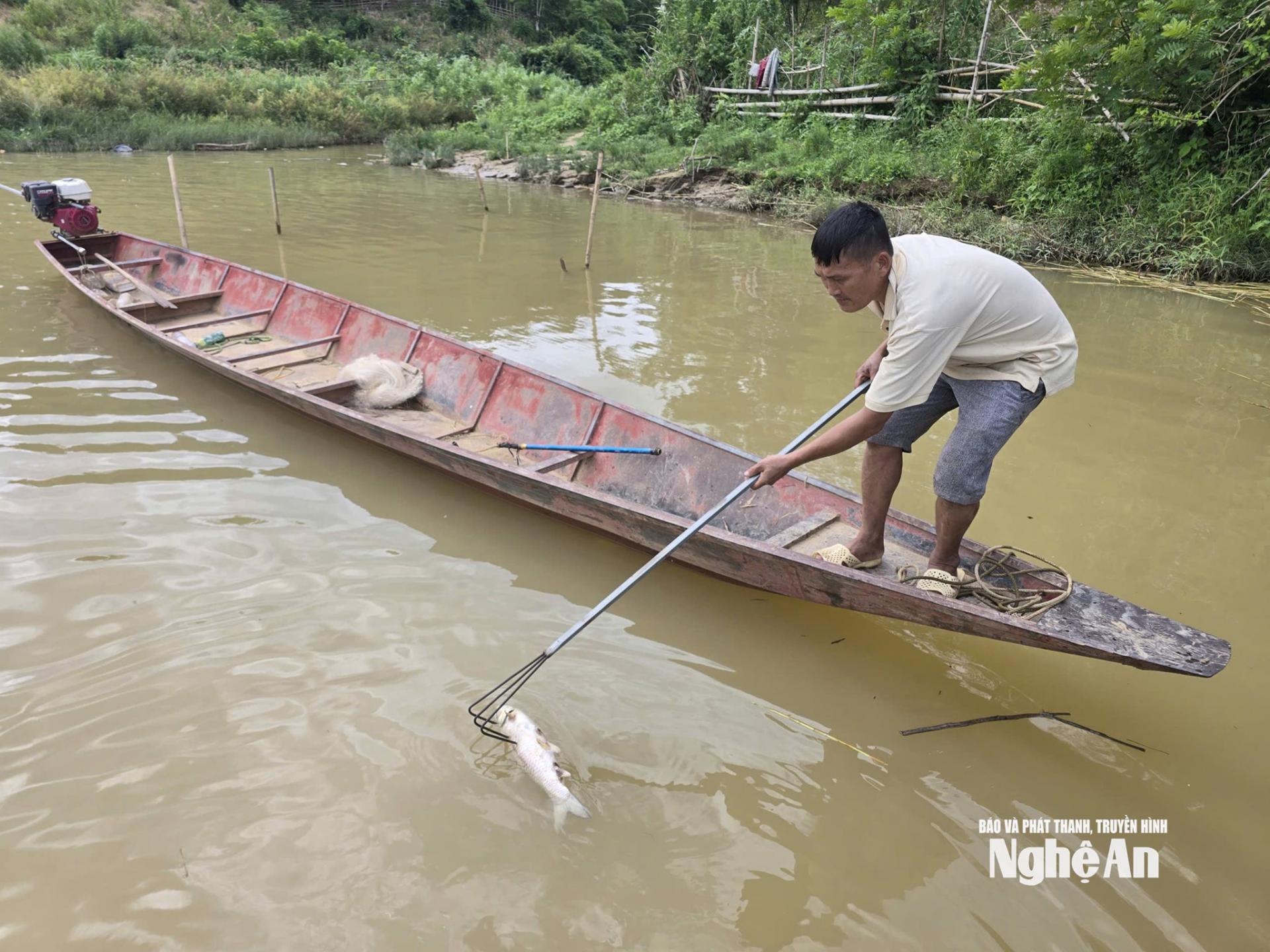Người dân vớt xác cá chết trên sông Lam. Ảnh: Tiến Hùng