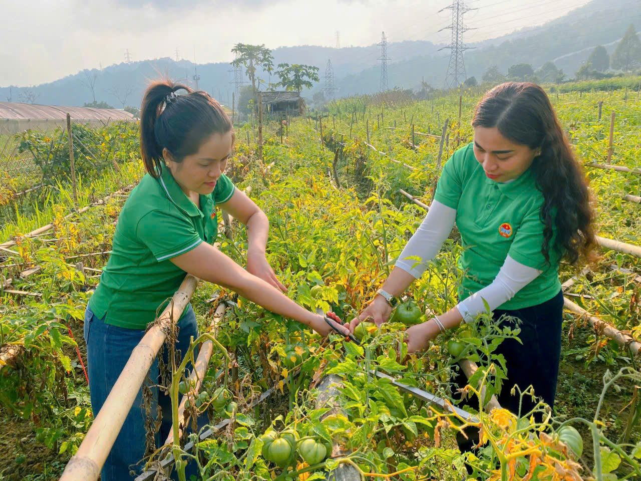 Bà Lương Thị Vân Anh (bên phải) - PG88 go Bắn cá Hội Nông dân xã Tương Dương kiểm tra mô hình sản xuất cà chua OCOP của các hội viên. Ảnh: Hoài Thu