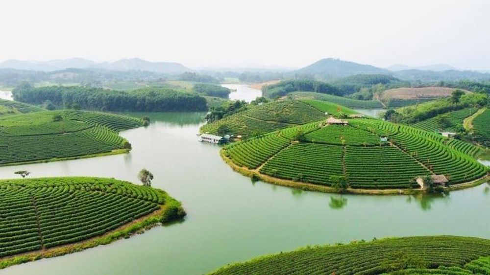 Đảo chè Thanh Chương cách trung tâm thành phố Vinh khoảng 50km. (Ảnh: kim_che)