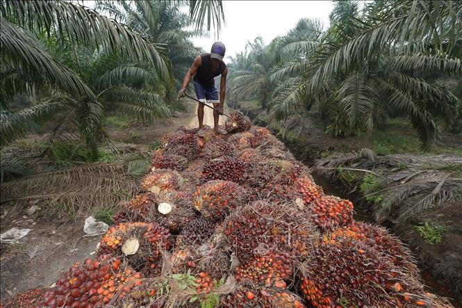 Công nhân thu hoạch dầu cọ tại Pelalawan, tỉnh Riau, Indonesia. 