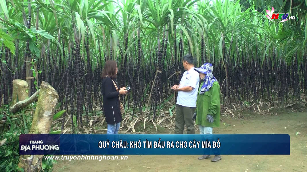 Trang địa phương ngày 16/01/2019