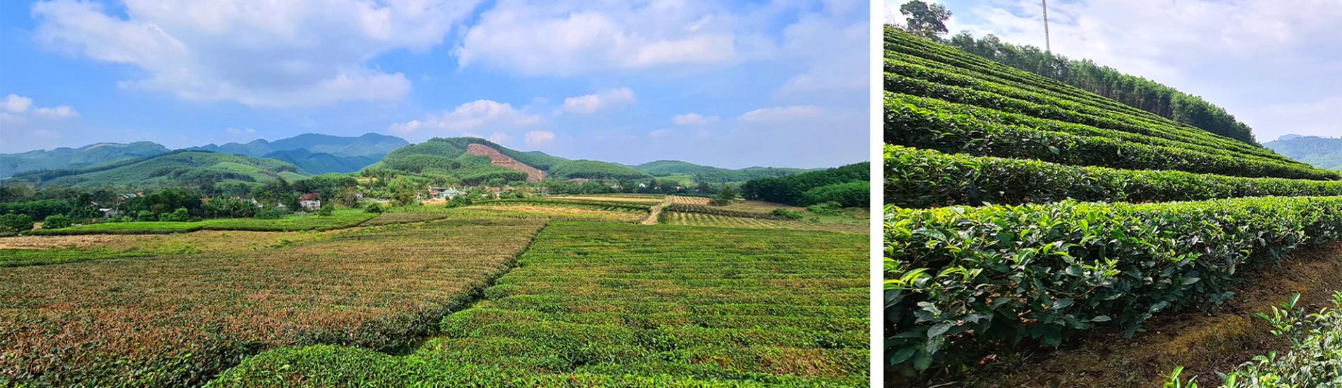 Đến nay, toàn xã Ngọc Lâm trồng được 1200ha cây nguyên liệu giấy và chè