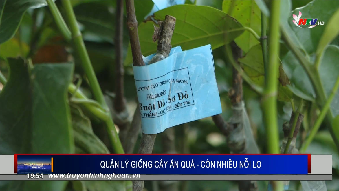 Quản lý giống cây ăn quả - Còn nhiều nỗi lo