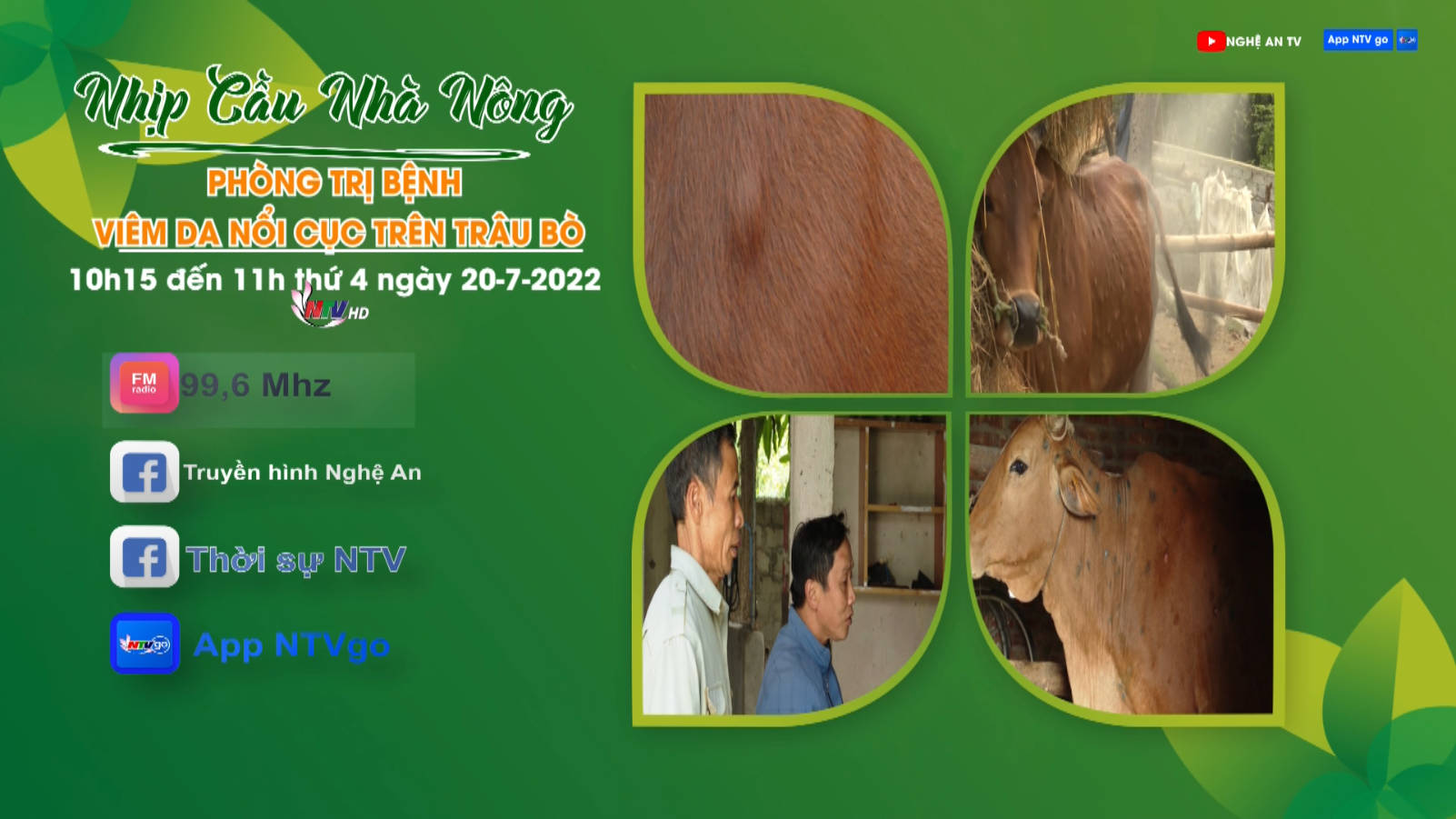 Trang PG Xóc Đĩa nhà nông: Phòng và trị bệnh viêm da nổi cục trên trâu bò