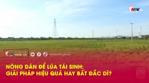 Nông dân để lúa tái sinh: Giải pháp hiệu quả hay bất đắc dĩ?
