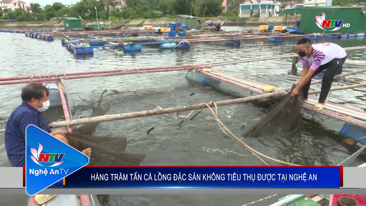 Hàng trăm tấn cá lồng đặc sản không tiêu thụ được tại PG88 go Bắn cá