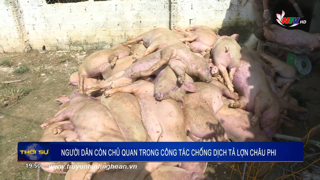 Phòng chống dịch tả lợn Châu Phi: Thực hiện đồng bộ các giải pháp