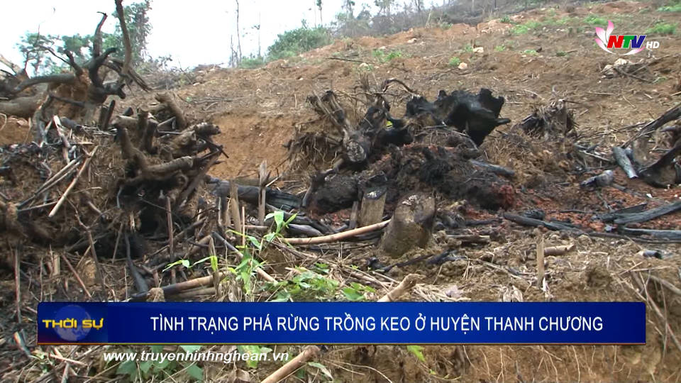 Cần xử lý tình trạng phá rừng trồng keo ở huyện Thanh Chương