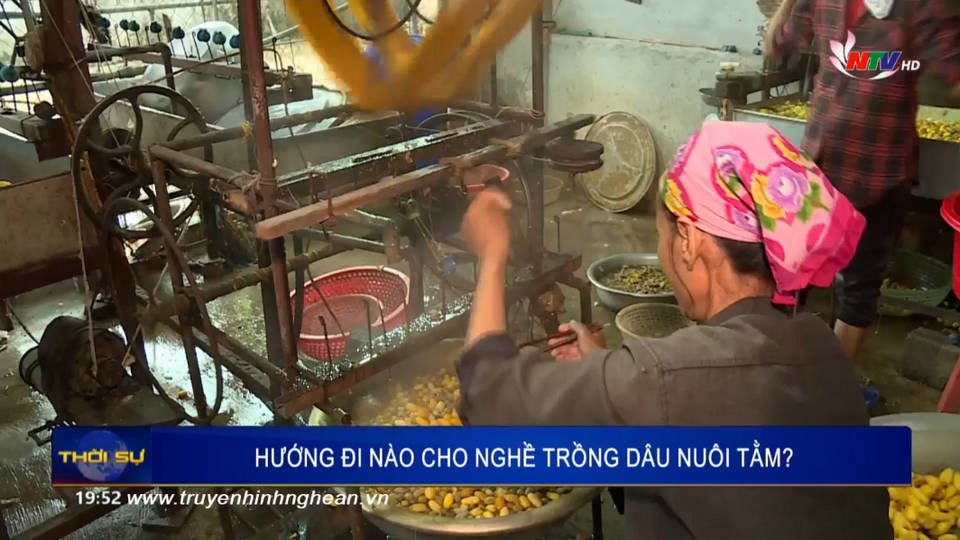 Hướng đi nào cho nghề trồng dâu nuôi tằm