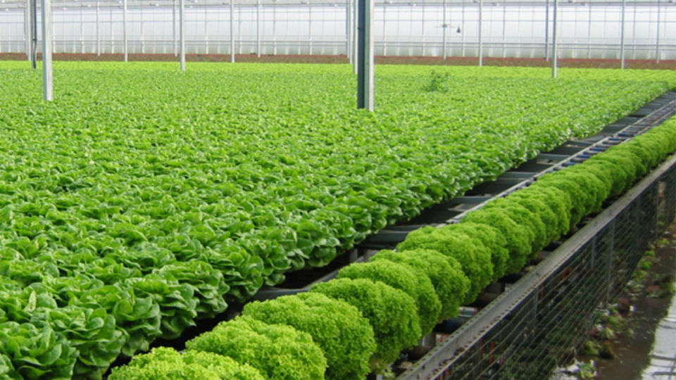 Phóng sự thu thanh: Giấc mơ làm nông nghiệp sạch