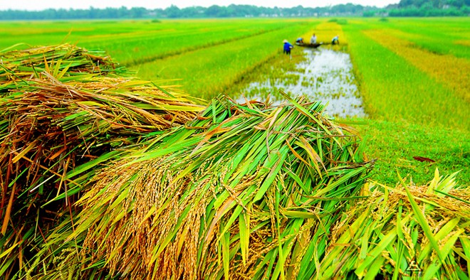 Bảo hiểm nông nghiệp ai được ai mất?
