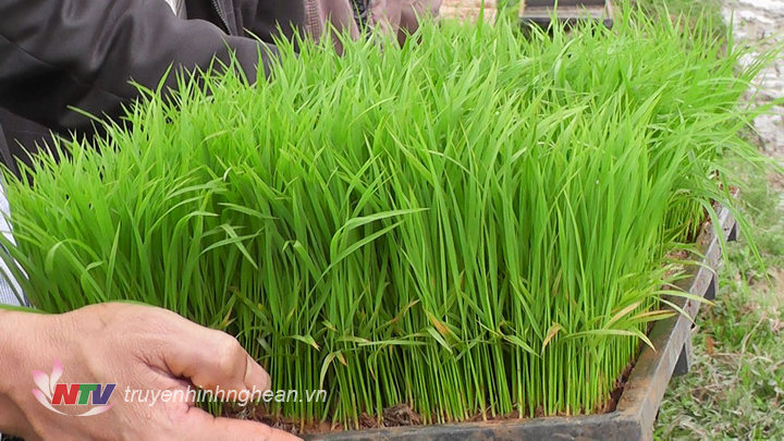 Bắc mạ khay rất nhiều thuận lợi, tiết kiệm được ½ lượng giống.