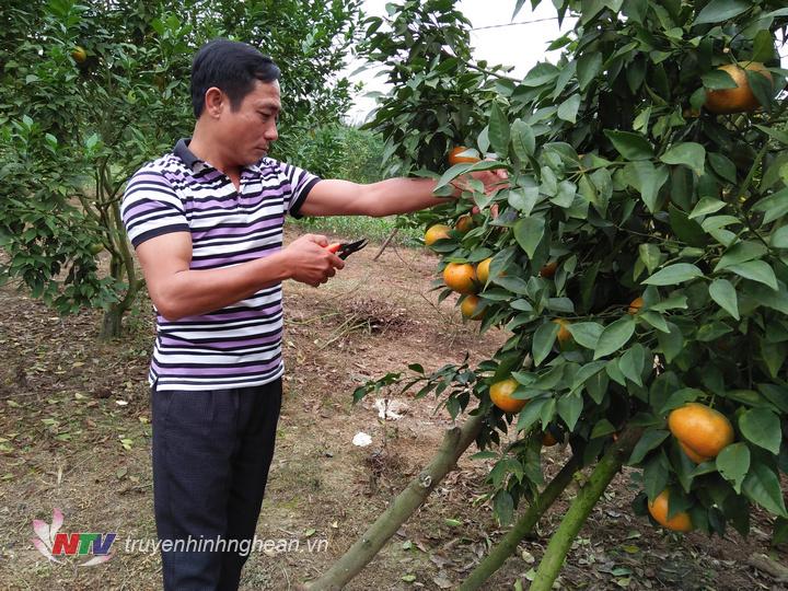  Anh Lê Tất Chung ở xóm 15 xã Thanh Hà đang hái Cam cho khách.