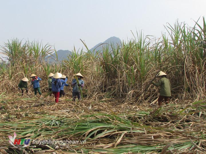 Gia đình ông  Dũng thuê người thu hoạch mía.